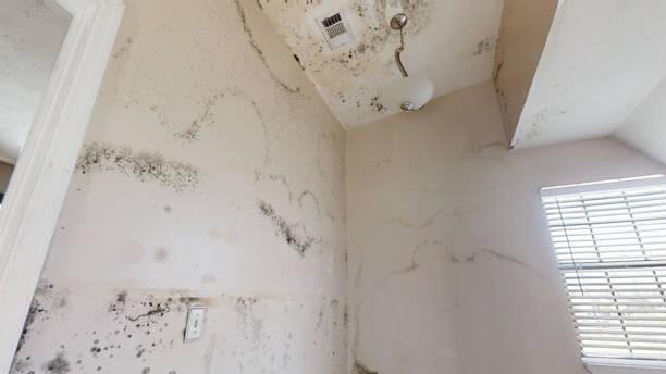 Dehumidification Services in Harbor Beach, MI
