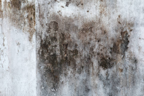 Best Mold Odor Removal Services  in Harbor Beach, MI