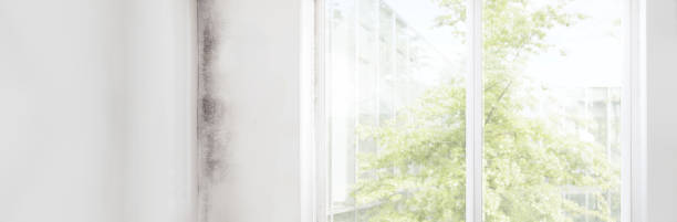 Best Mold Removal for HVAC Installations  in Harbor Beach, MI