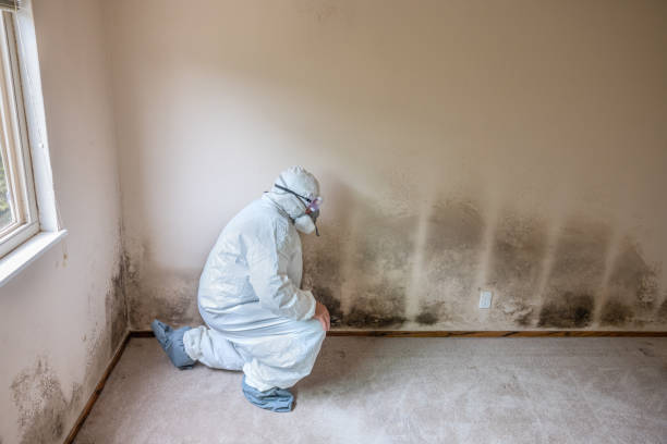 Best Black Mold Removal  in Harbor Beach, MI