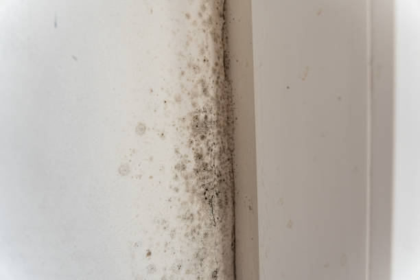 Best Indoor Air Quality Assessment  in Harbor Beach, MI